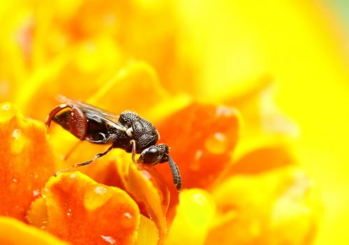 Réf. 232 380 : Brachymeria podagrica